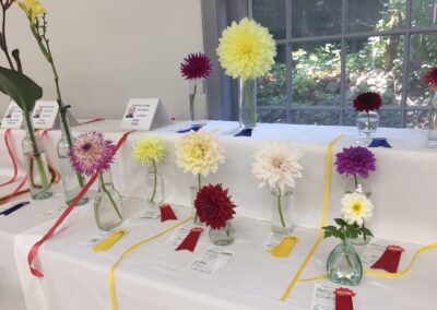 Dahlia Entries